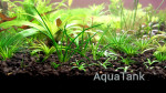 Eriocaulon Short Sulawesi Grass.jpg