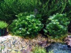 IMG_20161121_180333.jpg
