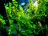 copy_1_Plagiomnium-sp.-butterfly..jpg