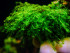 copy_241_Callicostella-prabaktiana-moss-sp.-Sumater.jpg