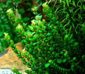 copy_341_Rotala-pearls.jpg