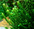 copy_341_Rotala-pearls.jpg