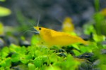 copy_549_yellow_0web.jpg