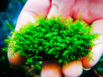 copy_560_copy_457_copy_415_copy_244_copy_633_Fissiden-Fox.jpg