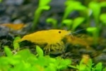 copy_656_yellow_1web.jpg