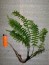 Asplenium cf. normale (Crepidomanes auriculatum).jpg