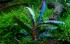 Bucephalandra sp.Velvet Leaf - 4.jpg