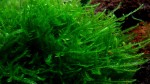 Christmas moss (Vesicularia montagnei sp.).JPG