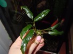 DSCN0659.JPG