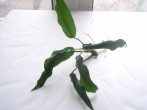DSCN0775.JPG