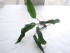 DSCN0775.JPG
