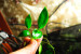 Epipremnum Pulchrum.jpg