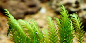 Fissidens sp.Thailand.jpg
