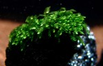 Foliose liverwort Bodok.jpg