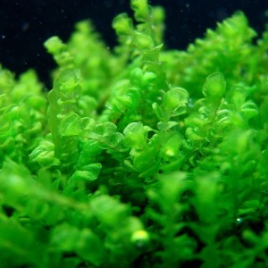 Homalia sp. «Rosa moss».jpg