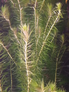 Mayaca Fluviatilis.jpg