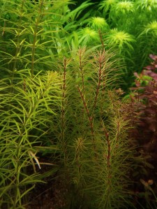 Rotala wallichii.JPG