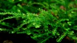 Weeping Moss (Vesicularia ferriei).jpg