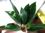 aglaonema-1.jpg