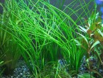 copy_349_vallisneria-nana.jpg