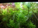 copy_728_IMG_20170313_205326-1.jpg