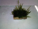 copy_744_IMG_20170126_2008001.jpg