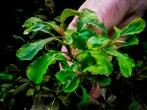 copy_772_copy_800_Narrow-Leaf-Sintang.jpg