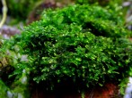 copy_798_Moss-foliose-liverwort-Bodok.jpg