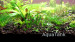 copy_839_copy_753_Eriocaulon-Short-Sulawesi-Grass.jpg