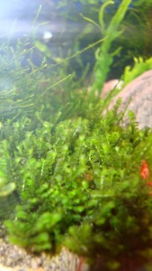 copy_84_DSC04090.jpg