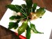 copy_872_copy_396_apart2.jpg