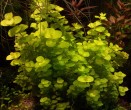 lyssimachia nummularia.JPG