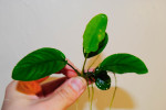 Анубиас Бартера (Anubias barteri var. Barteri).jpg