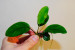 Анубиас Бартера (Anubias barteri var. Barteri).jpg