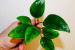 Анубиас нанги (Anubias nangi).jpg