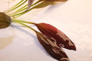 Изображение 4292.jpg