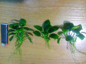 Изображение 4741.jpg