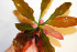 Эхинодорус розе (Echinodorus Rose).jpg