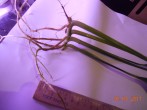 DSCN2489.JPG