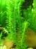 Elodea-canada.jpg