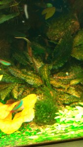 IMG_20170403_152536.jpg