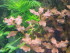 Ludwigia Ovalis Pink.jpg