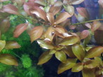 Ludwigia Palustris.jpg