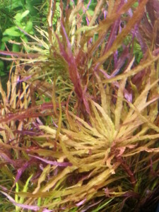 Pogostemon Stellatus.jpg