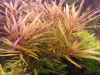 Pogostemon kimberley (2).jpg