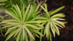Pogostemon sp. Thin Dudu Heidelberg1.jpg