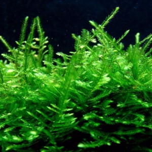 Singapore moss (Vesicularia dubyana).jpg