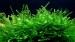 Singapore moss (Vesicularia dubyana).jpg