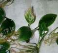 _anubias3__.jpg