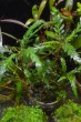 copy_52_pinatifida0_web-1.jpg